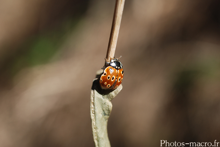 Anatis ocellata